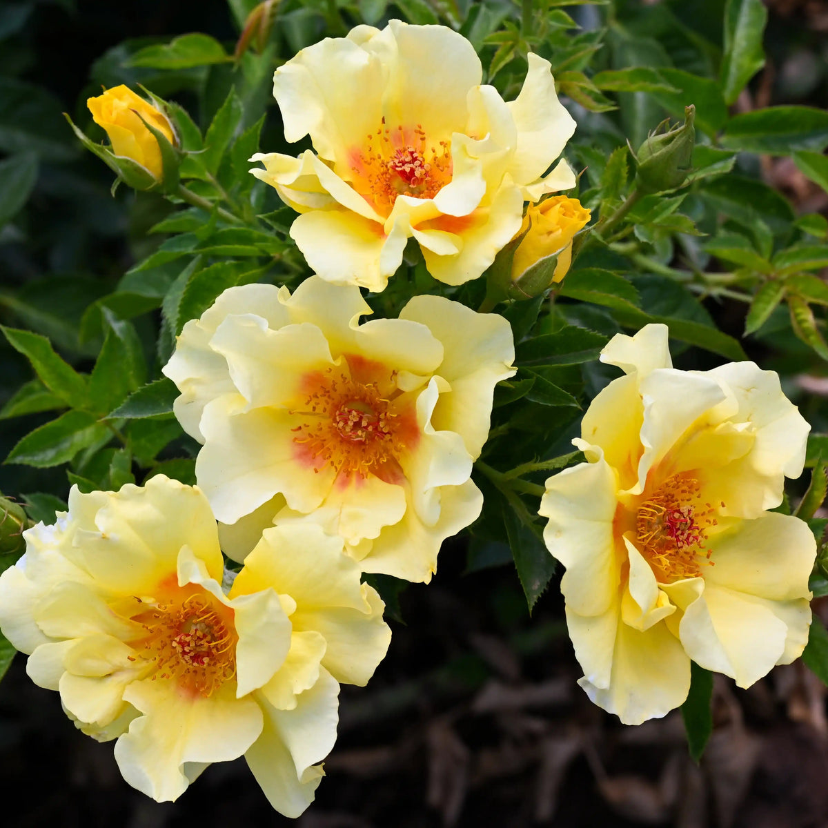 Rose - Orienta Aylin