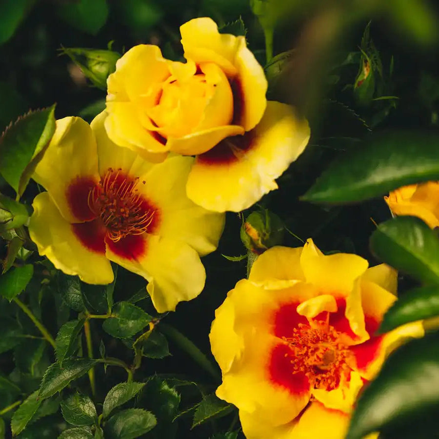 Rose - Orienta Aylin