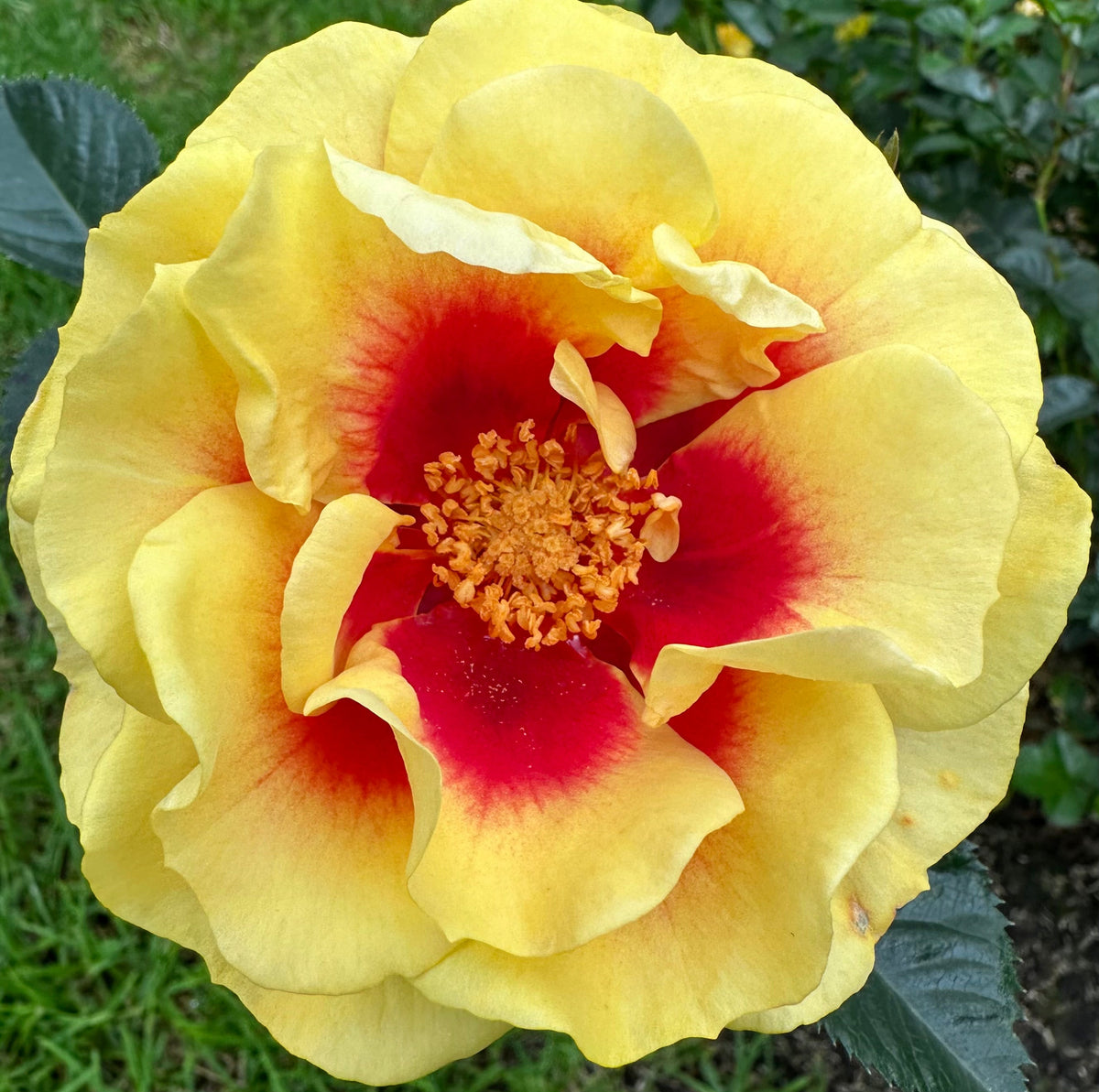 Rose - Orienta Aylin