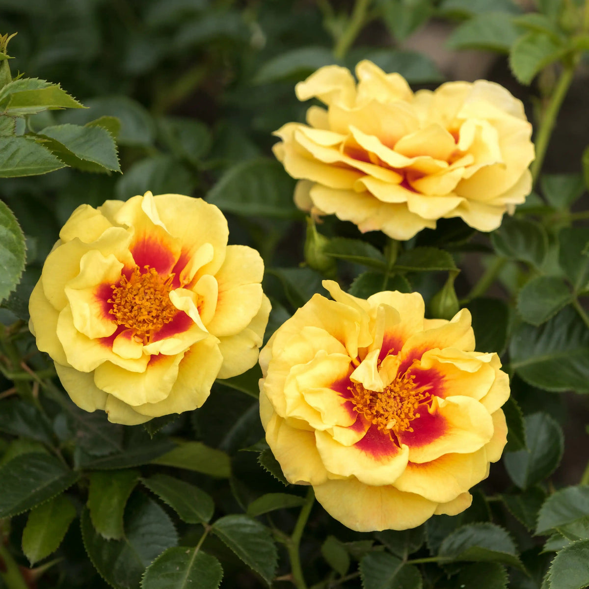 Rose - Orienta Aylin