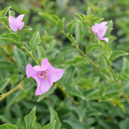 Bougainvillea - BAMBINO Lilac
