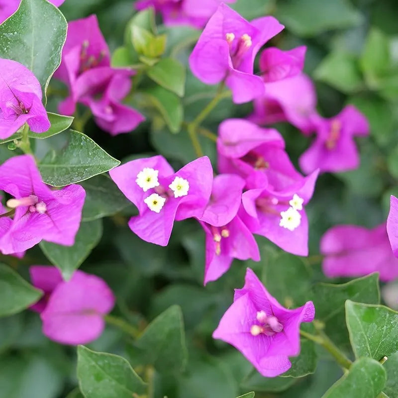 Bougainvillea - BAMBINO Purple