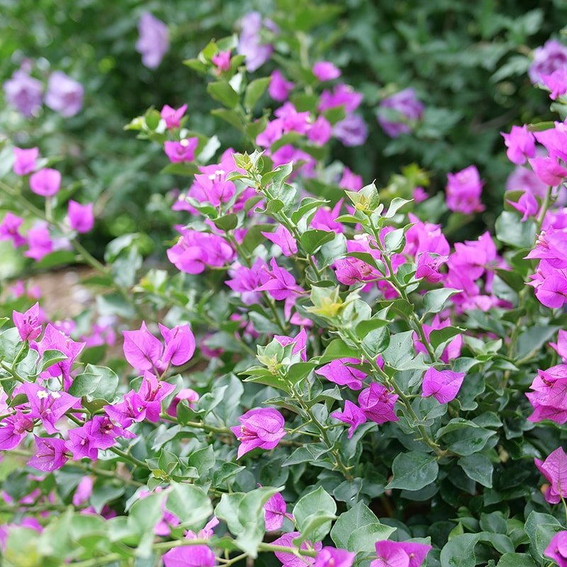 Bougainvillea - BAMBINO Purple