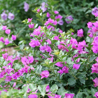 Bougainvillea - BAMBINO Purple