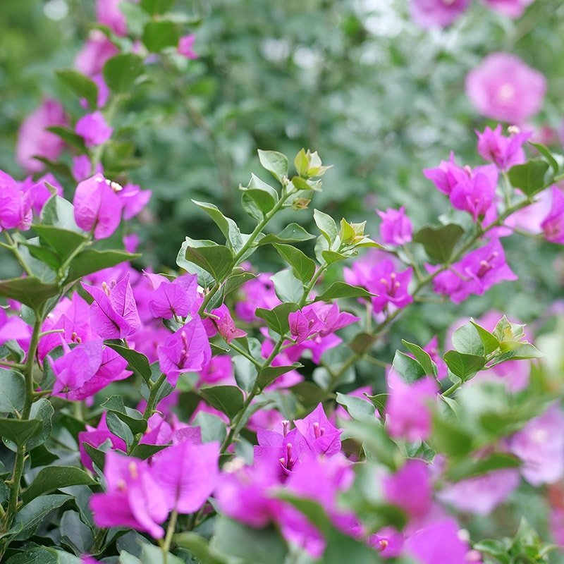 Bougainvillea - BAMBINO Purple