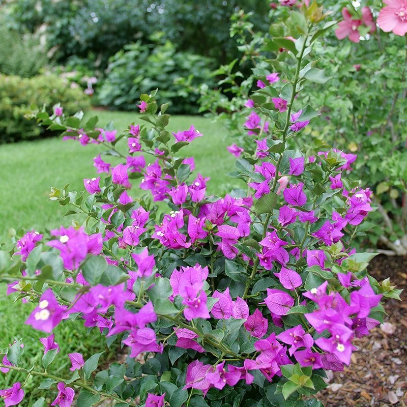 Bougainvillea - BAMBINO Purple