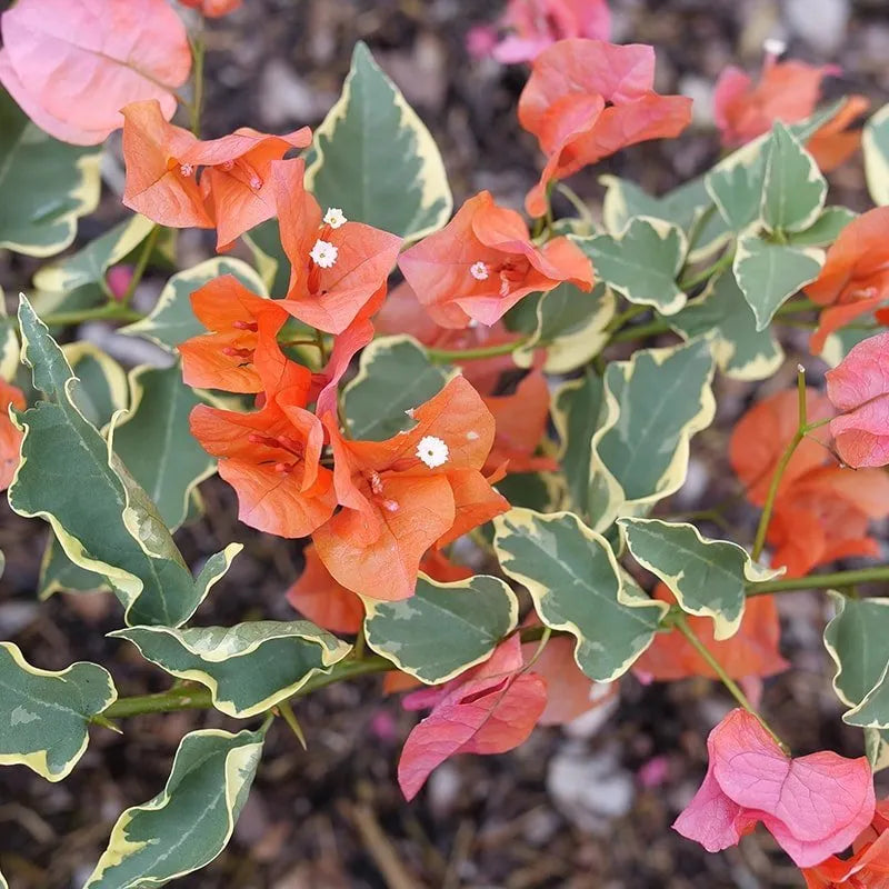 Bougainvillea - BAMBINO Variegated Orange