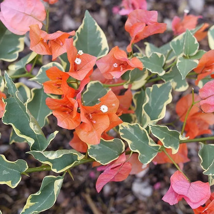 Bougainvillea - BAMBINO Variegated Orange