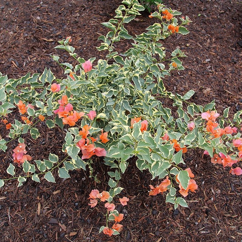 Bougainvillea - BAMBINO Variegated Orange