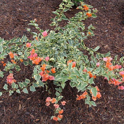 Bougainvillea - BAMBINO Variegated Orange