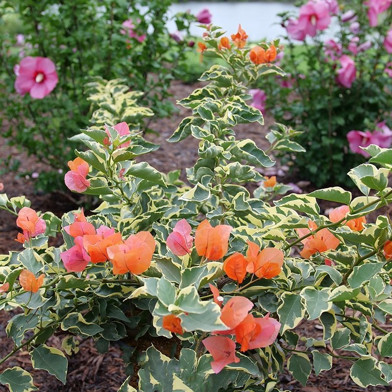 Bougainvillea - BAMBINO Variegated Orange