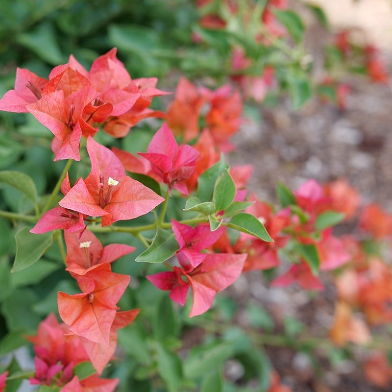 Bougainvillea - BAMBINO Burnt Orange