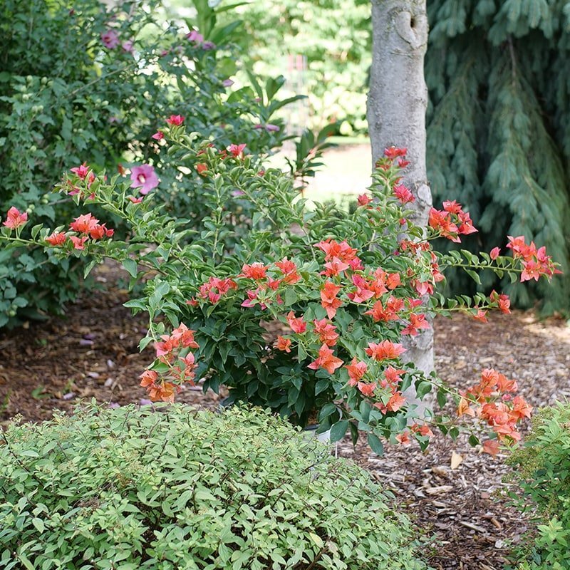 Bougainvillea - BAMBINO Burnt Orange