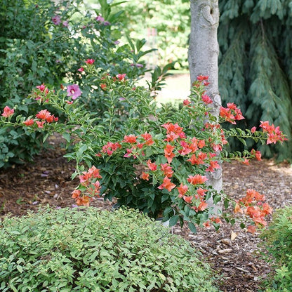 Bougainvillea - BAMBINO Burnt Orange