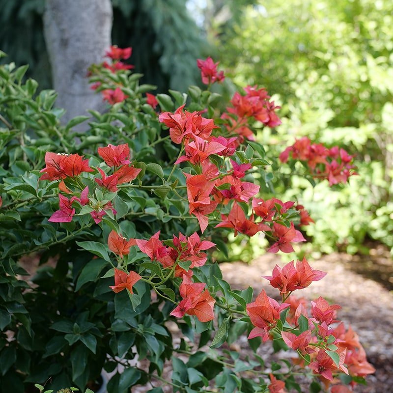 Bougainvillea - BAMBINO Burnt Orange