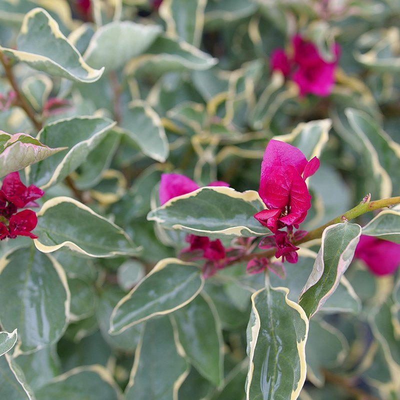 Bougainvillea - BAMBINO Claret Red