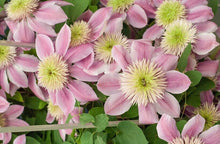 Load image into Gallery viewer, Clematis - Empress
