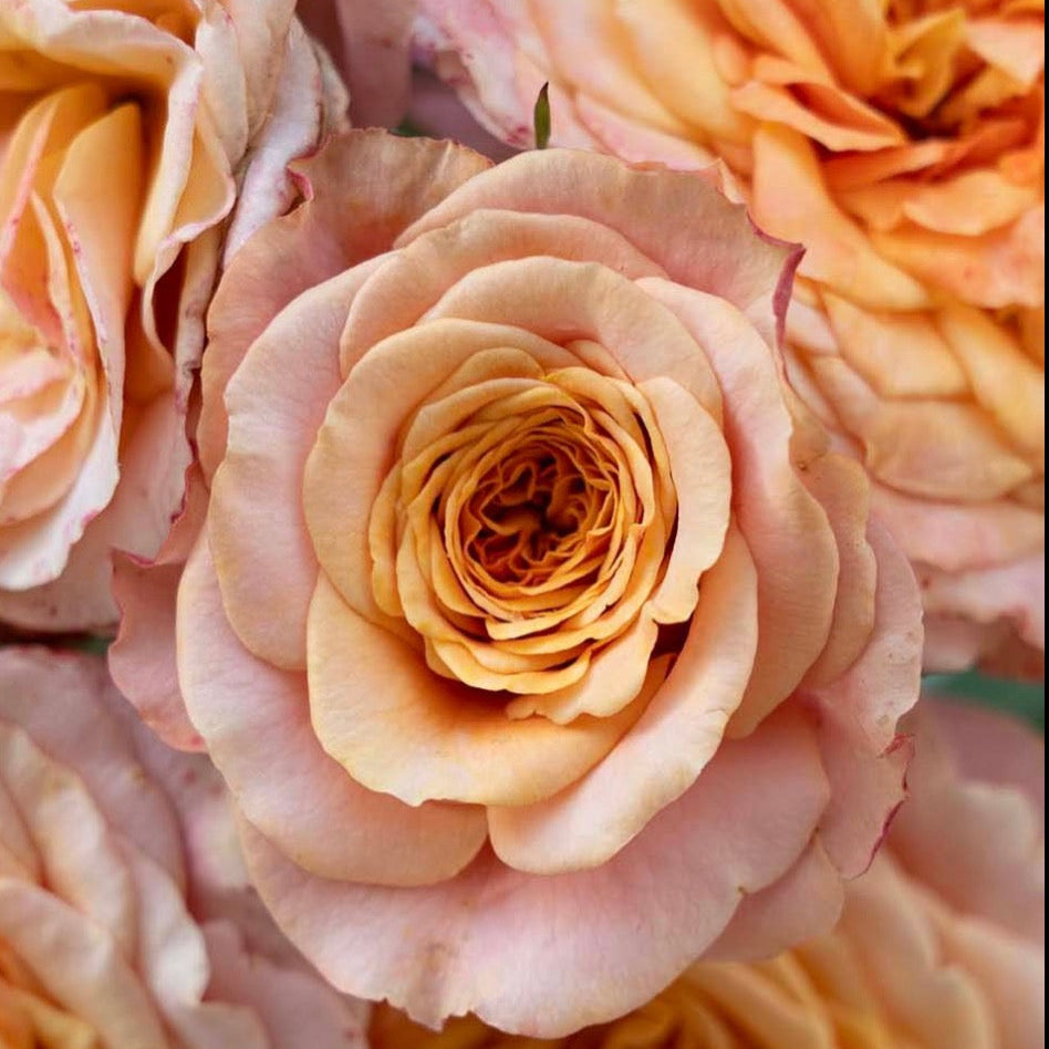 Rose - Sunbelt Crazy Love