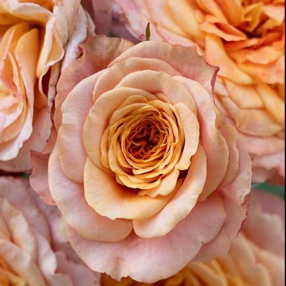 Rose - Sunbelt Crazy Love