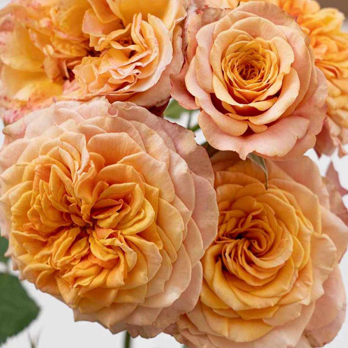 Rose - Sunbelt Crazy Love