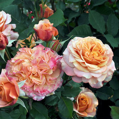 Rose - Sunbelt Crazy Love