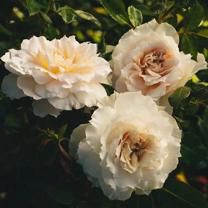 Rose - Royal Diva