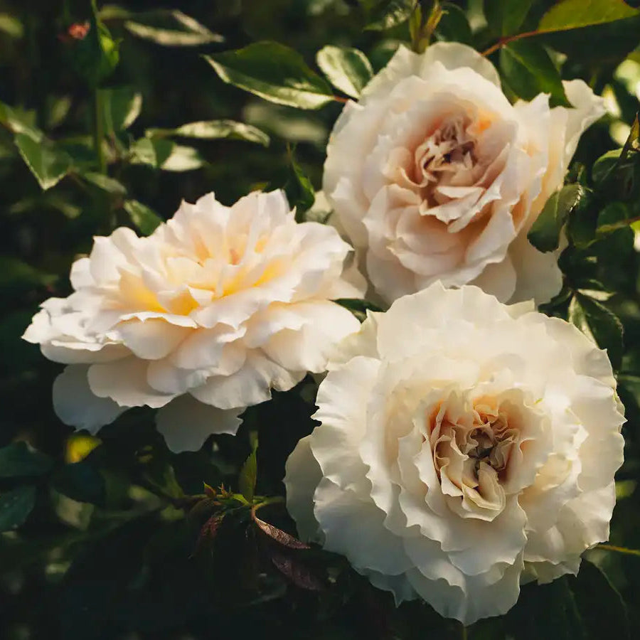 Rose - Royal Diva