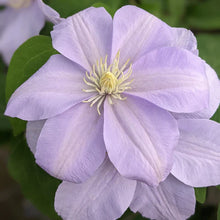 Load image into Gallery viewer, Clematis &#39;Mini Moon&#39;
