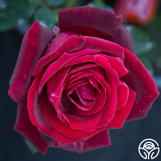 Rose - Papa Meilland