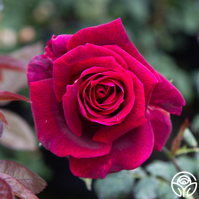 Rose - Papa Meilland