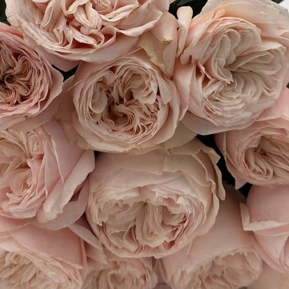 Rose - Paradise Beach