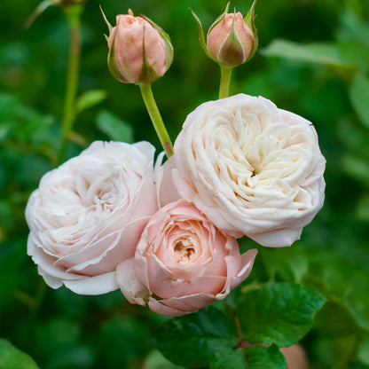 Rose - Paradise Beach