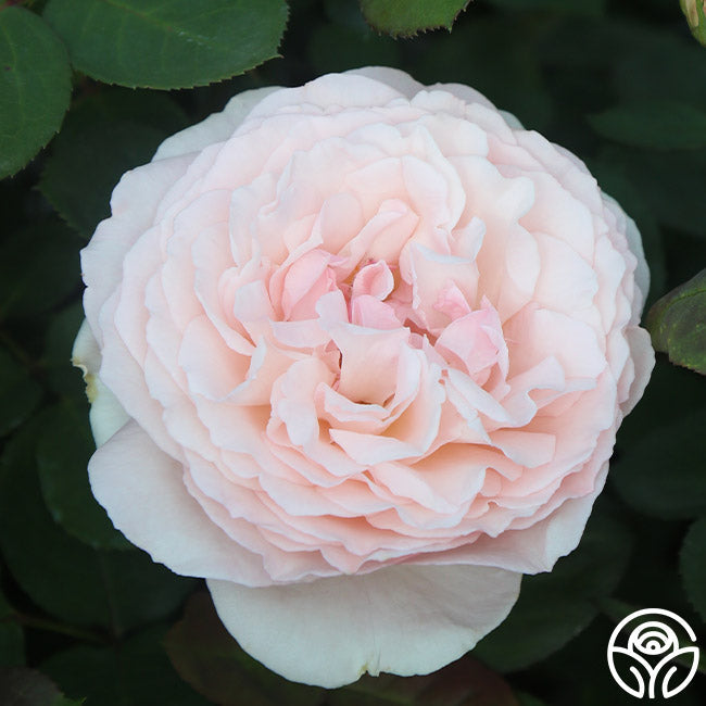 Rose - Parfuma Bliss
