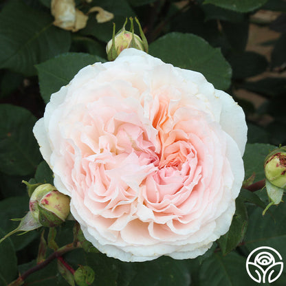 Rose - Parfuma Bliss