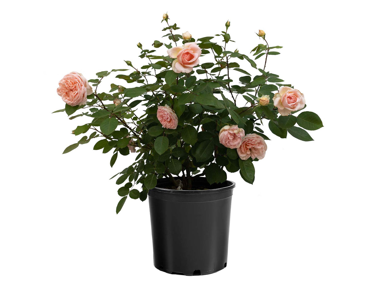 Rose - Parfuma Bliss