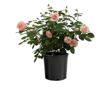 Rose - Parfuma Bliss