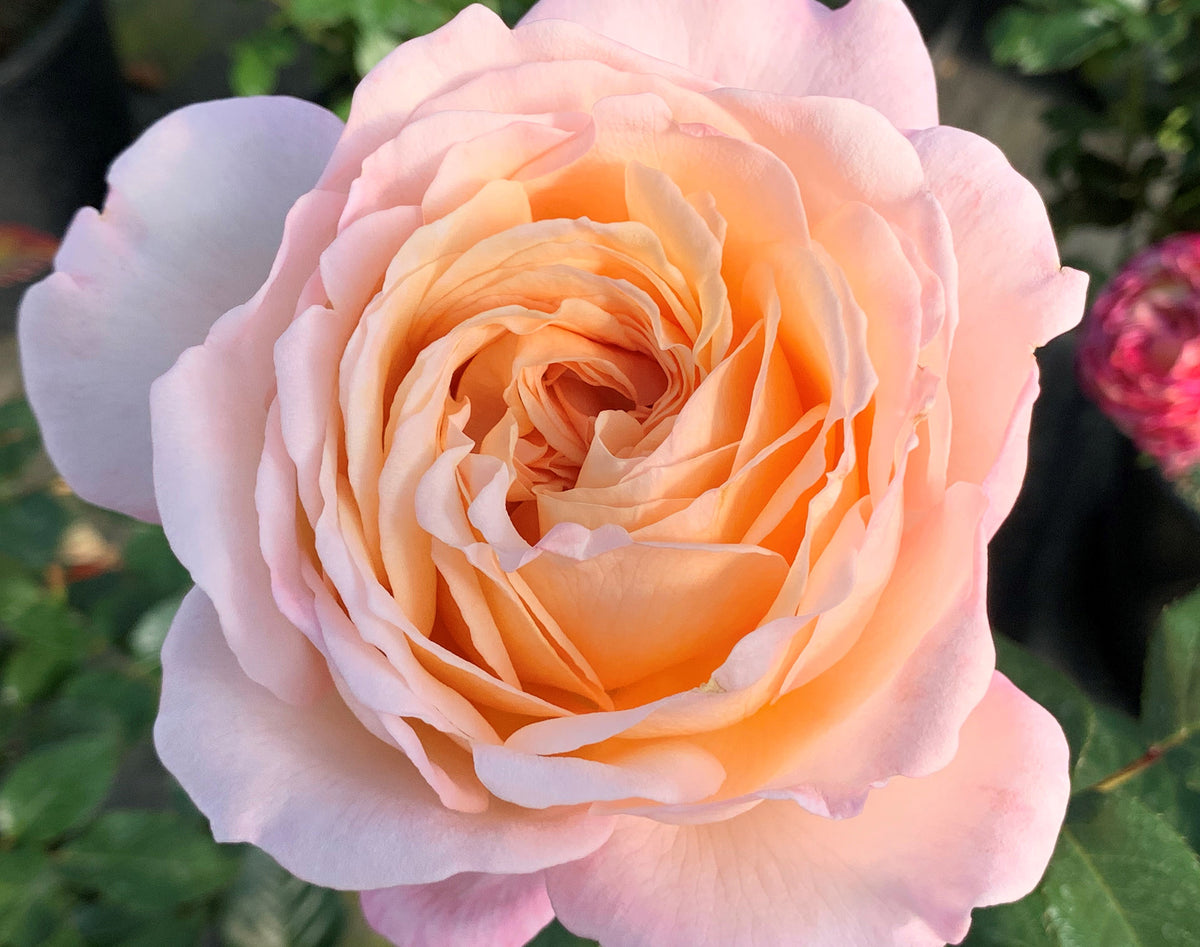 Rose - Parfuma Sunrise (a.k.a. Sespe Sunrise)