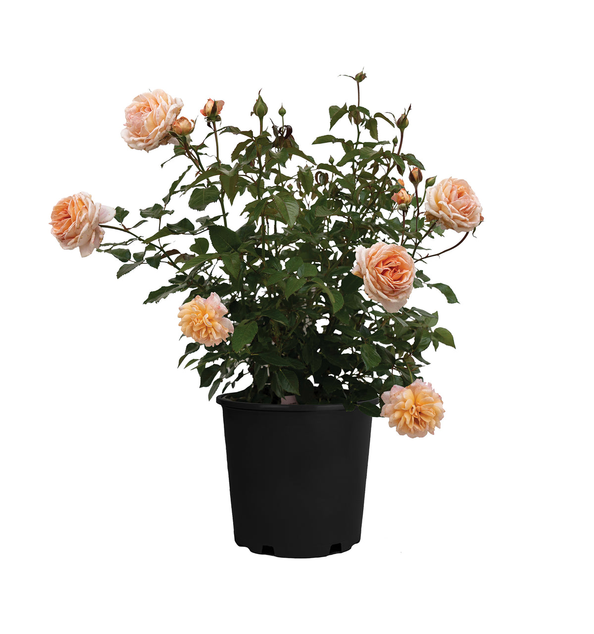 Rose - Parfuma Sunrise (a.k.a. Sespe Sunrise)