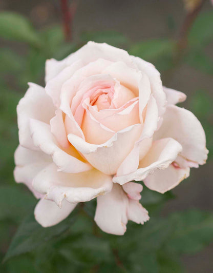 Rose - Parfuma Sunrise (a.k.a. Sespe Sunrise)