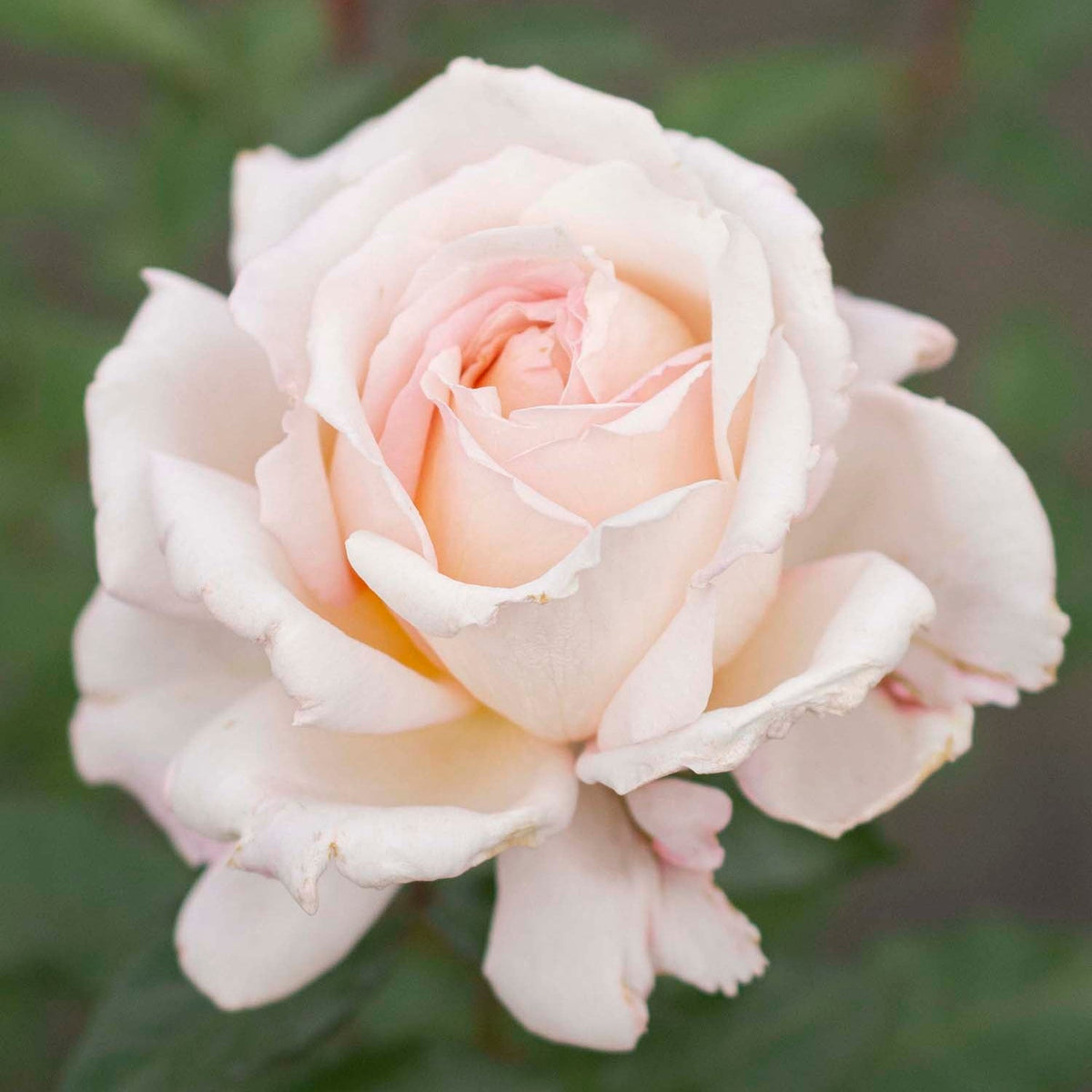 Rose - Parfuma Sunrise (a.k.a. Sespe Sunrise)