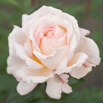 Rose - Parfuma Sunrise (a.k.a. Sespe Sunrise)