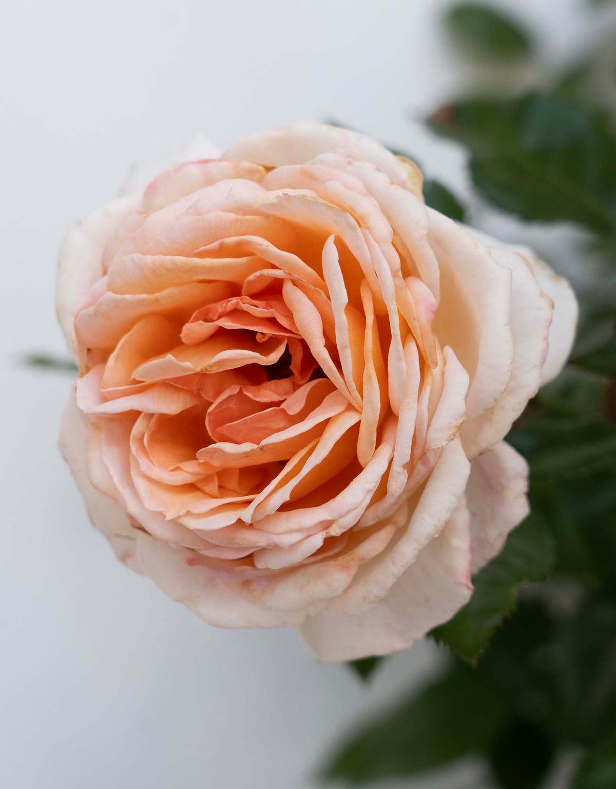 Rose - Parfuma Sunrise (a.k.a. Sespe Sunrise)