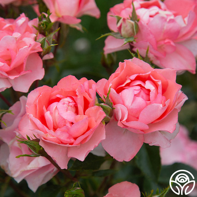 Rose - Passionate Kisses