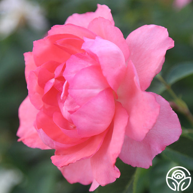 Rose - Passionate Kisses