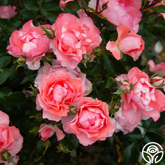 Rose - Passionate Kisses