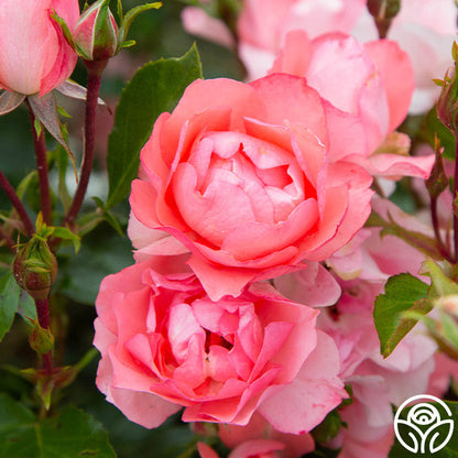 Rose - Passionate Kisses