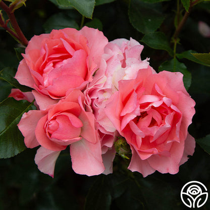 Rose - Passionate Kisses
