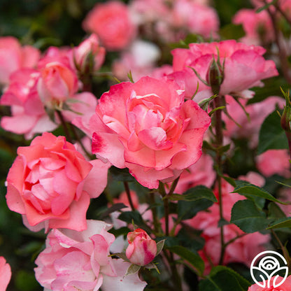 Rose - Passionate Kisses
