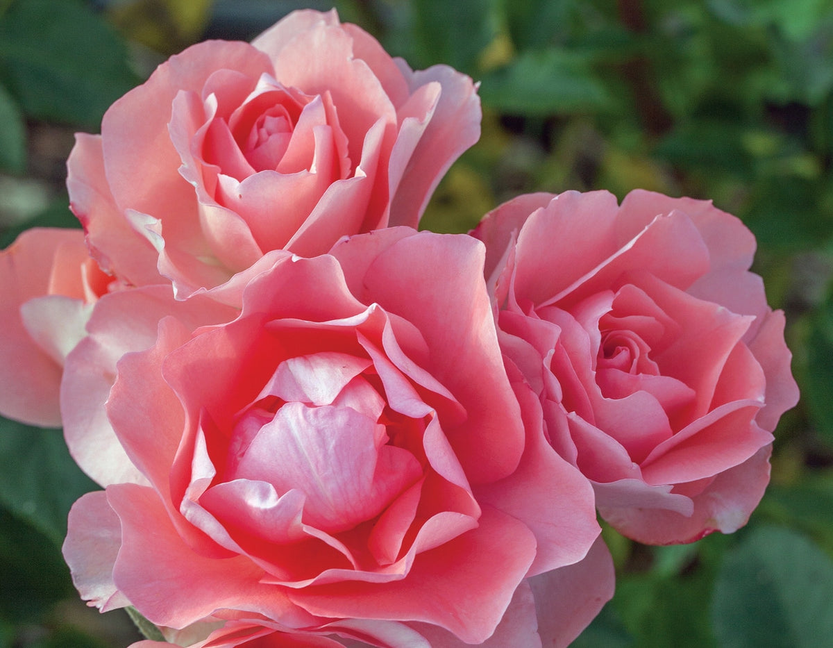 Rose - Passionate Kisses