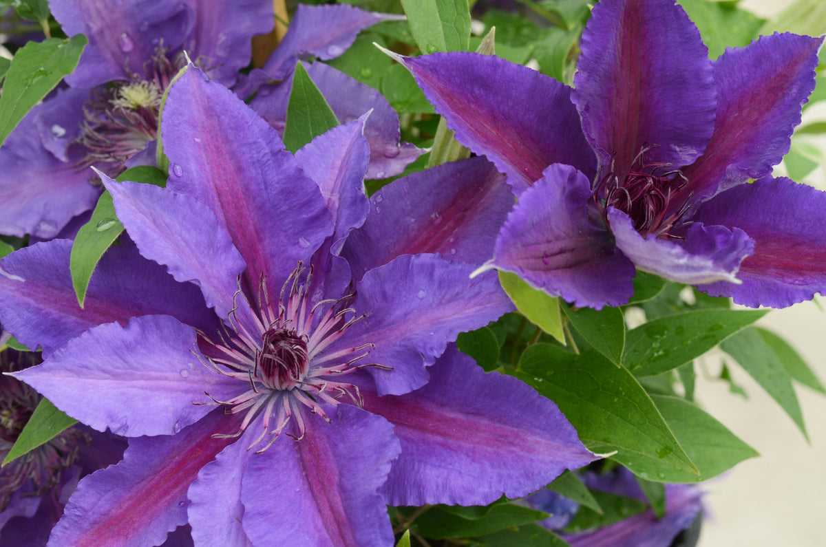 Clematis - Paulie Evipo058